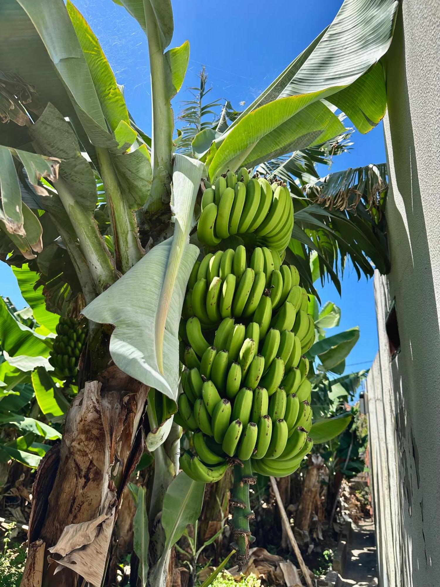 Oasis Suites - Funchal Eksteriør billede